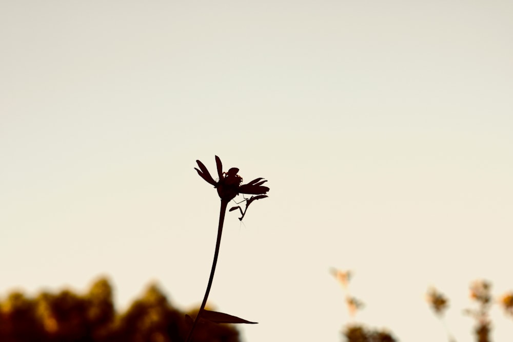 Fotografía de silueta de flor y mantis religiosa