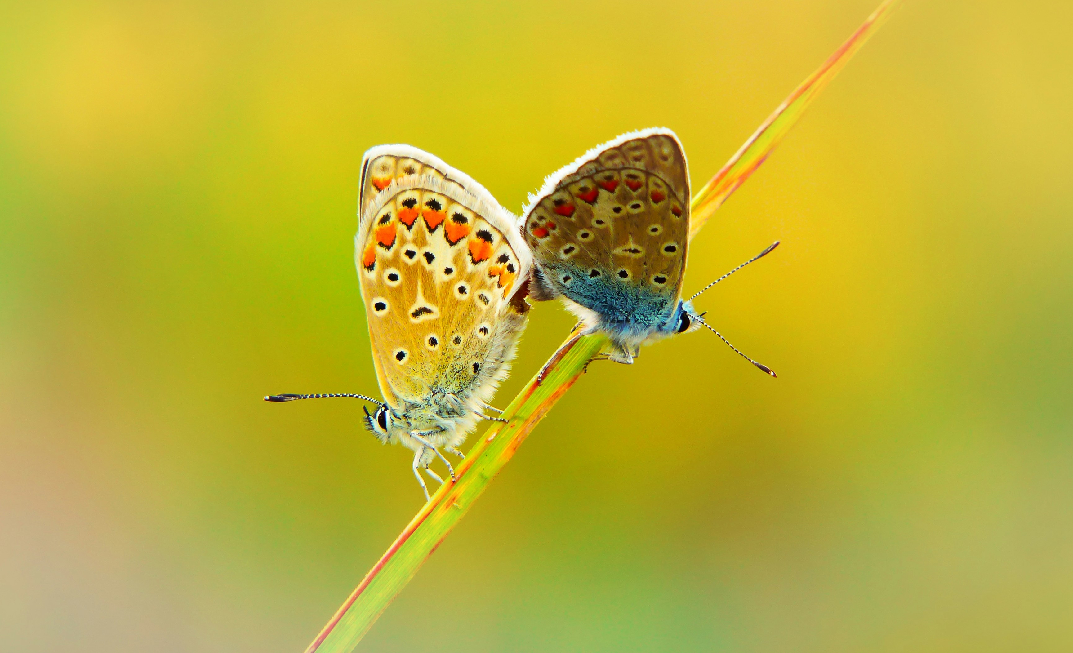 female and male butterflies