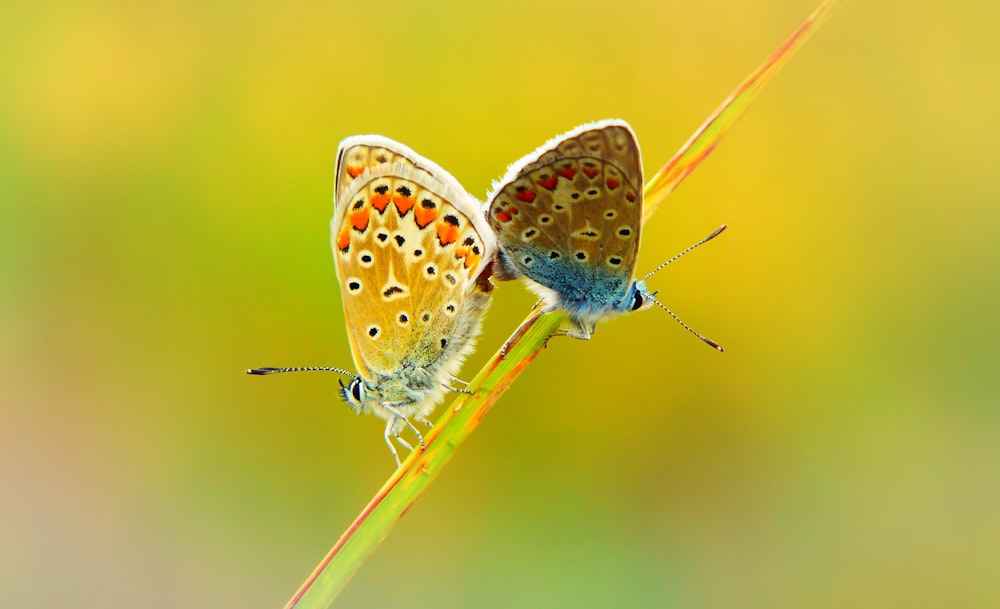 papillons femelles et mâles