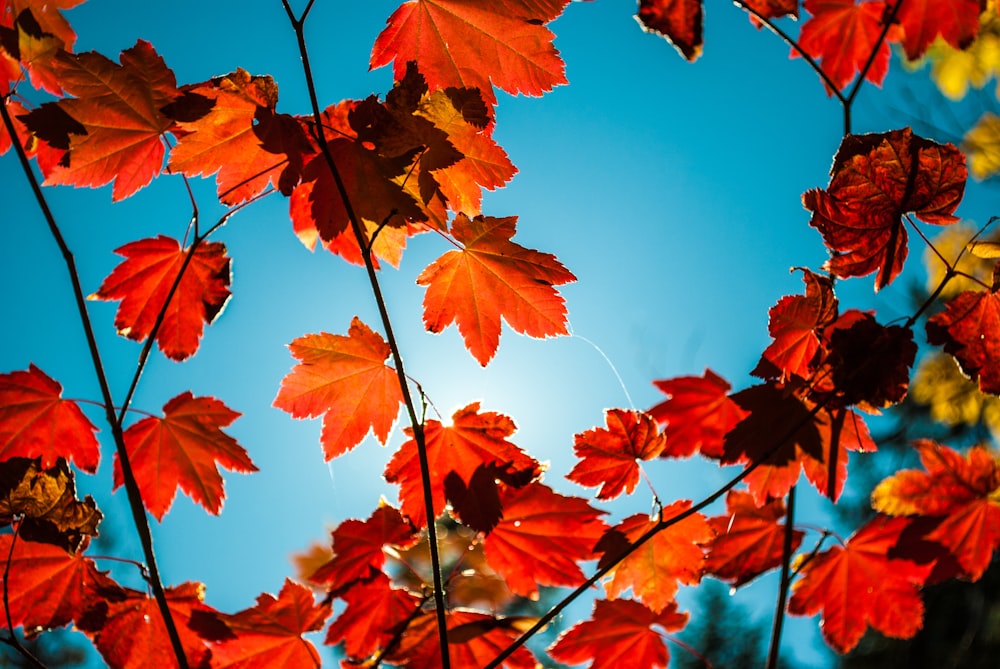 red maple leaves