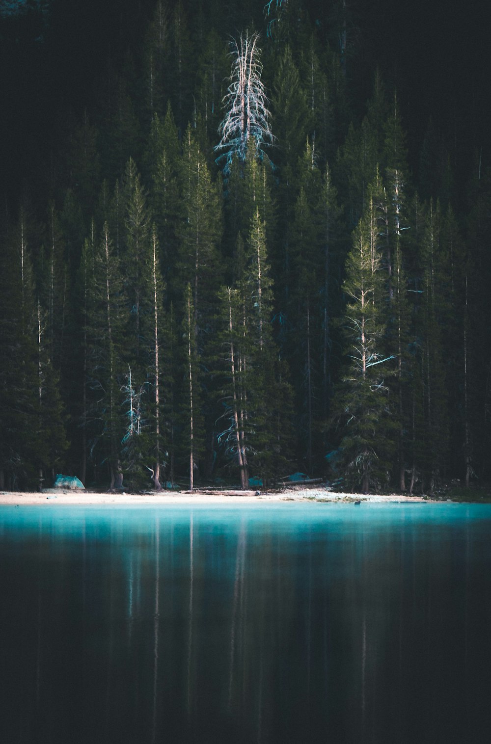 blue sea beside pine trees