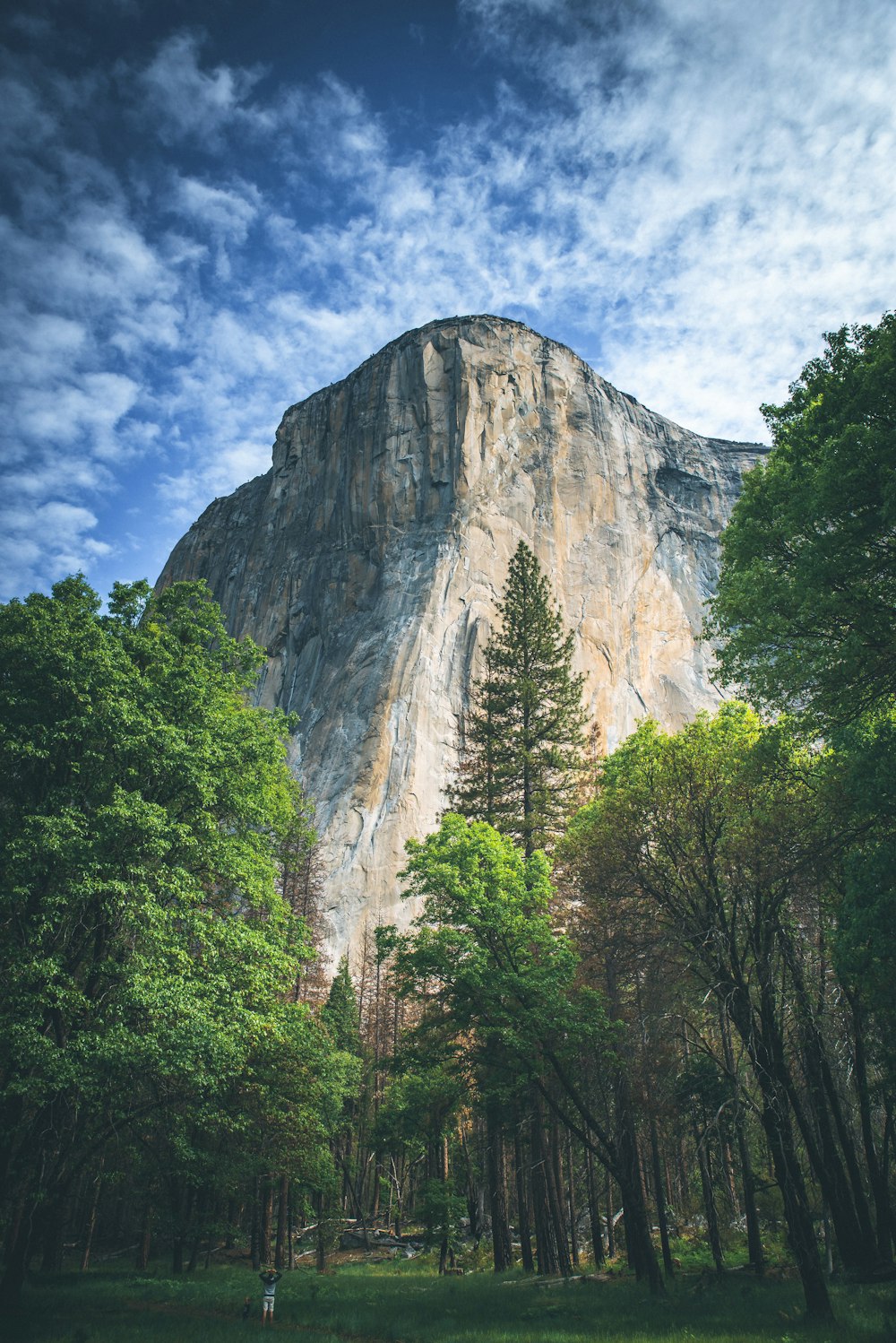 green leaf trees and rock formation under white clouds