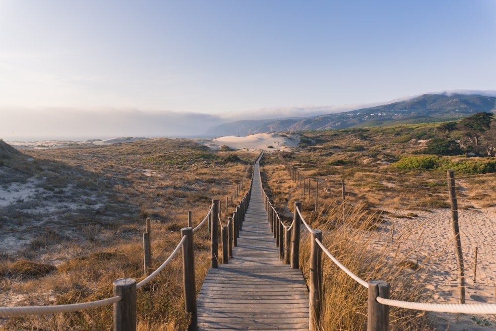 pathway between grasses