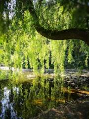 A serene willow tree with soft green leaves gently swaying against a warm, inviting background.