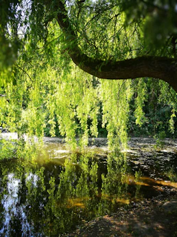 A serene willow tree with soft sunlight filtering through its leaves by a quiet whispering stream.