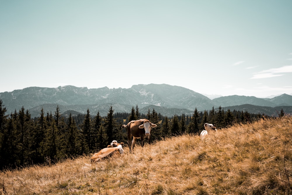 three brown and white cattle lying on dried grass taken during daytime