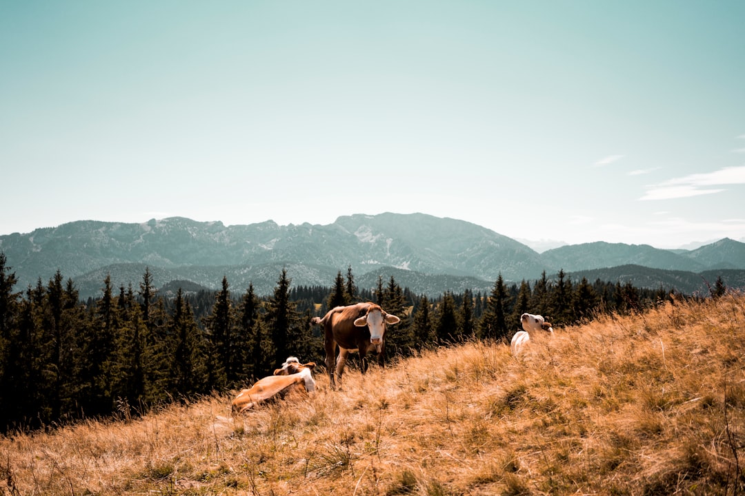 three brown and white cattle lying on dried grass taken during daytime