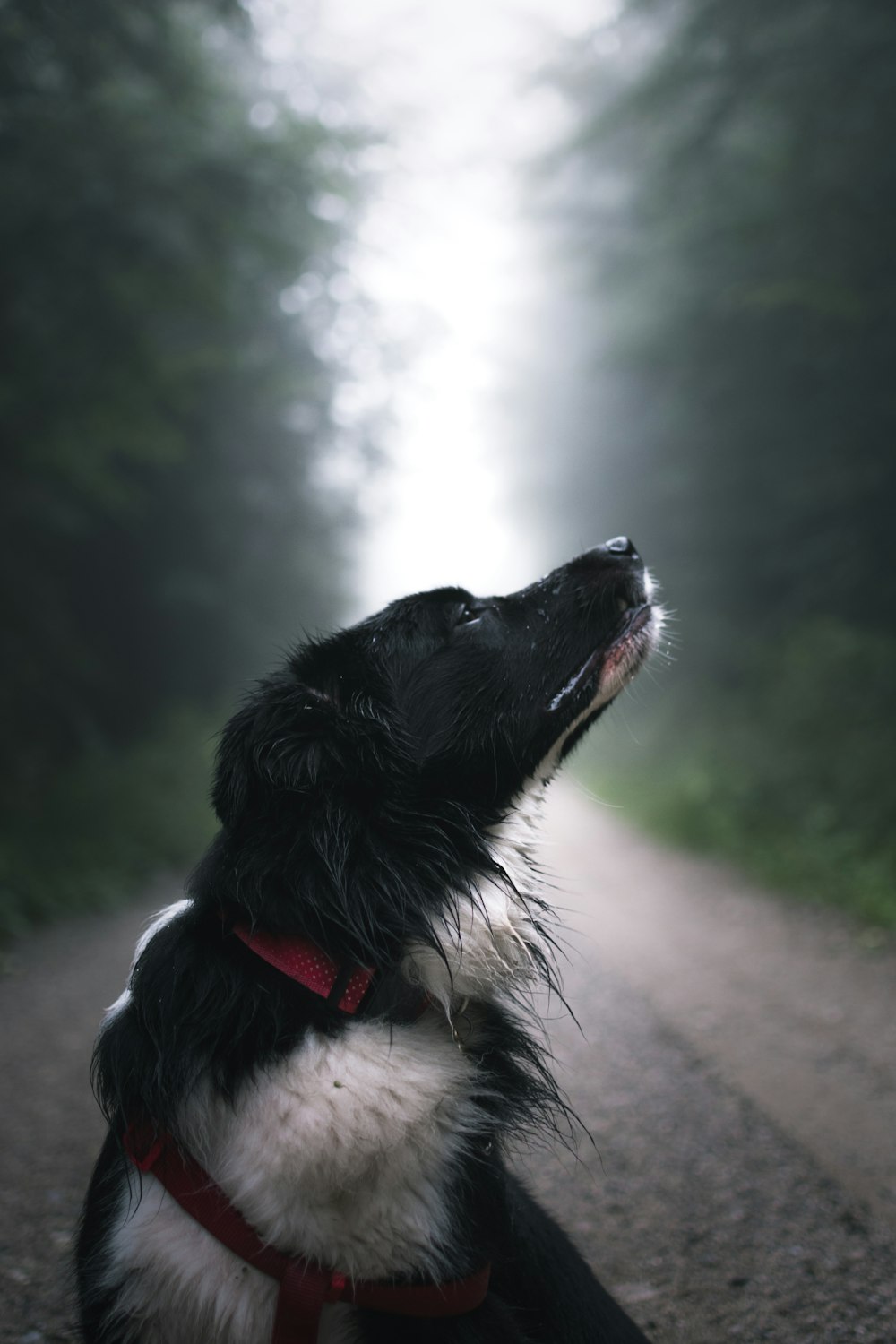 close-up photography of black and white dog on road