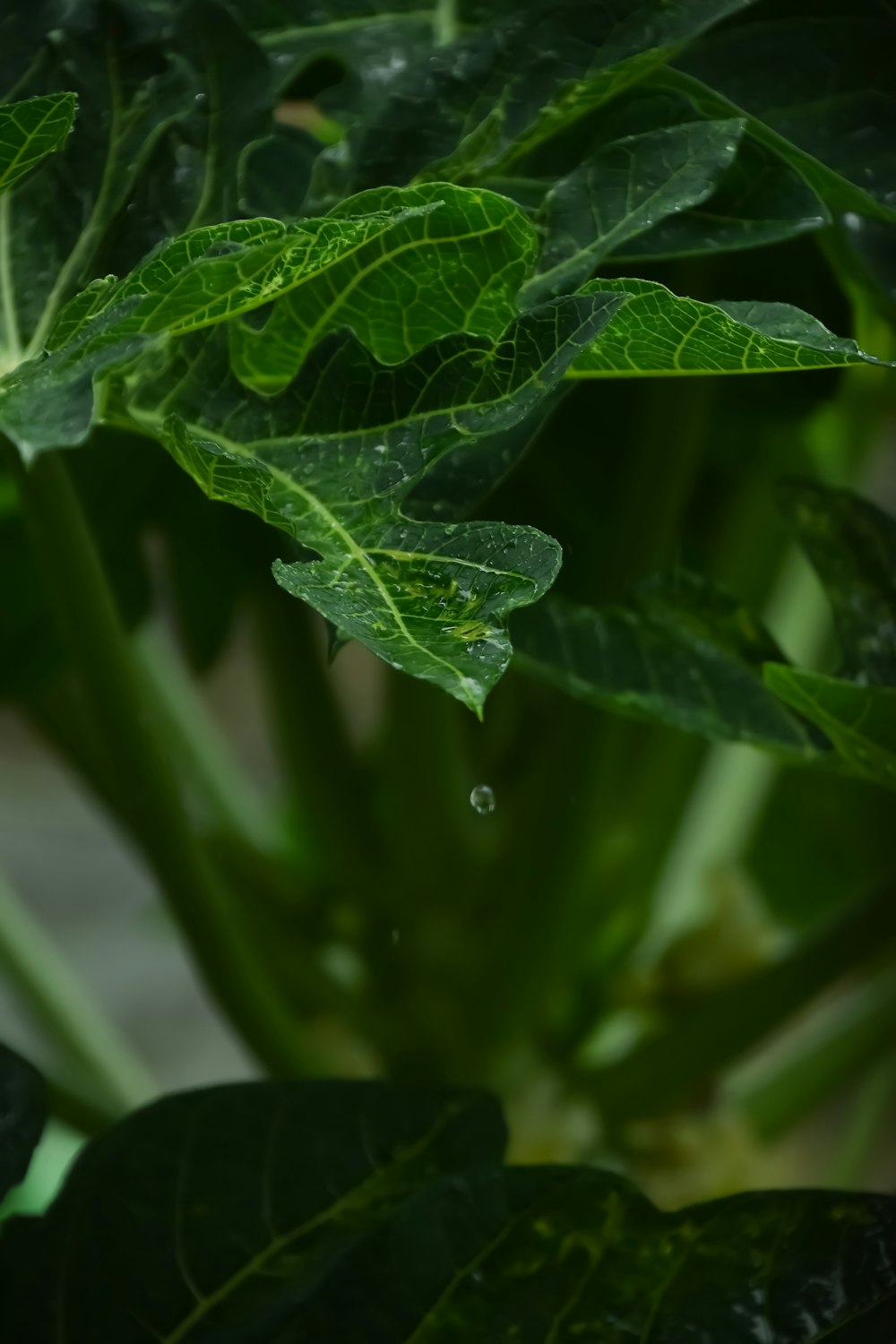 selective focus photography of green leaf plant