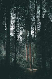 silhouette of trees
