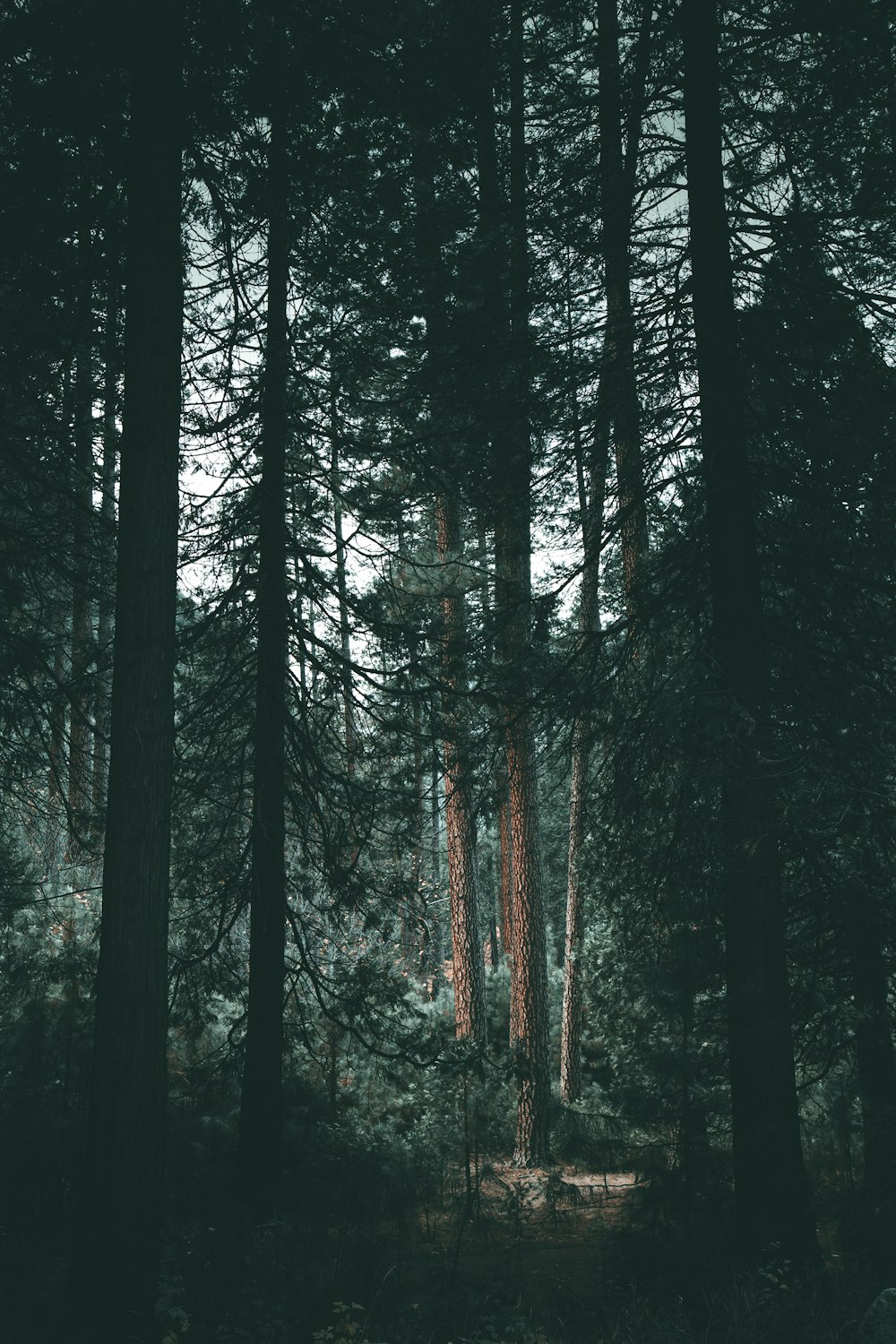 silhouette of trees