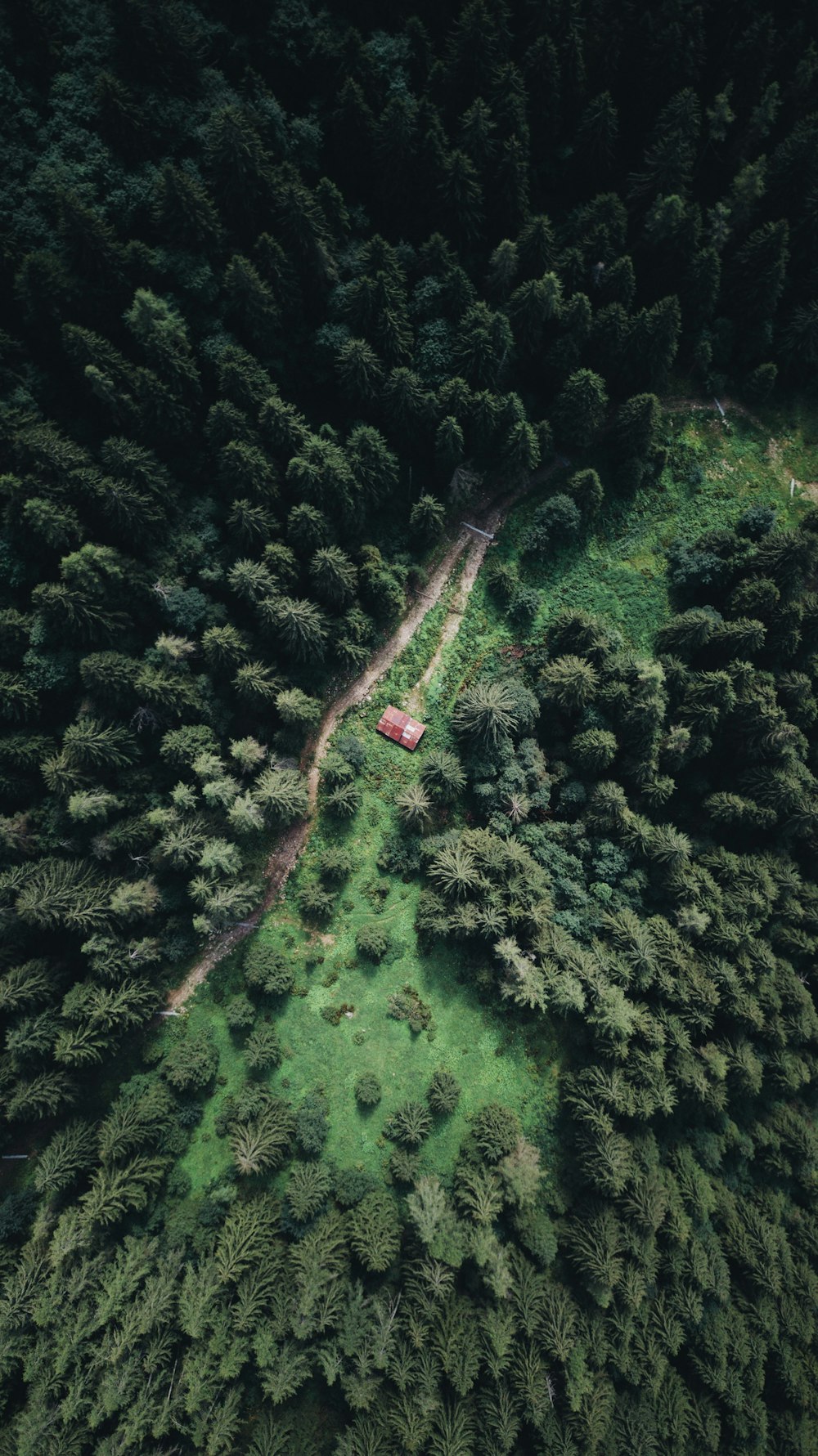 aerial photo of forest