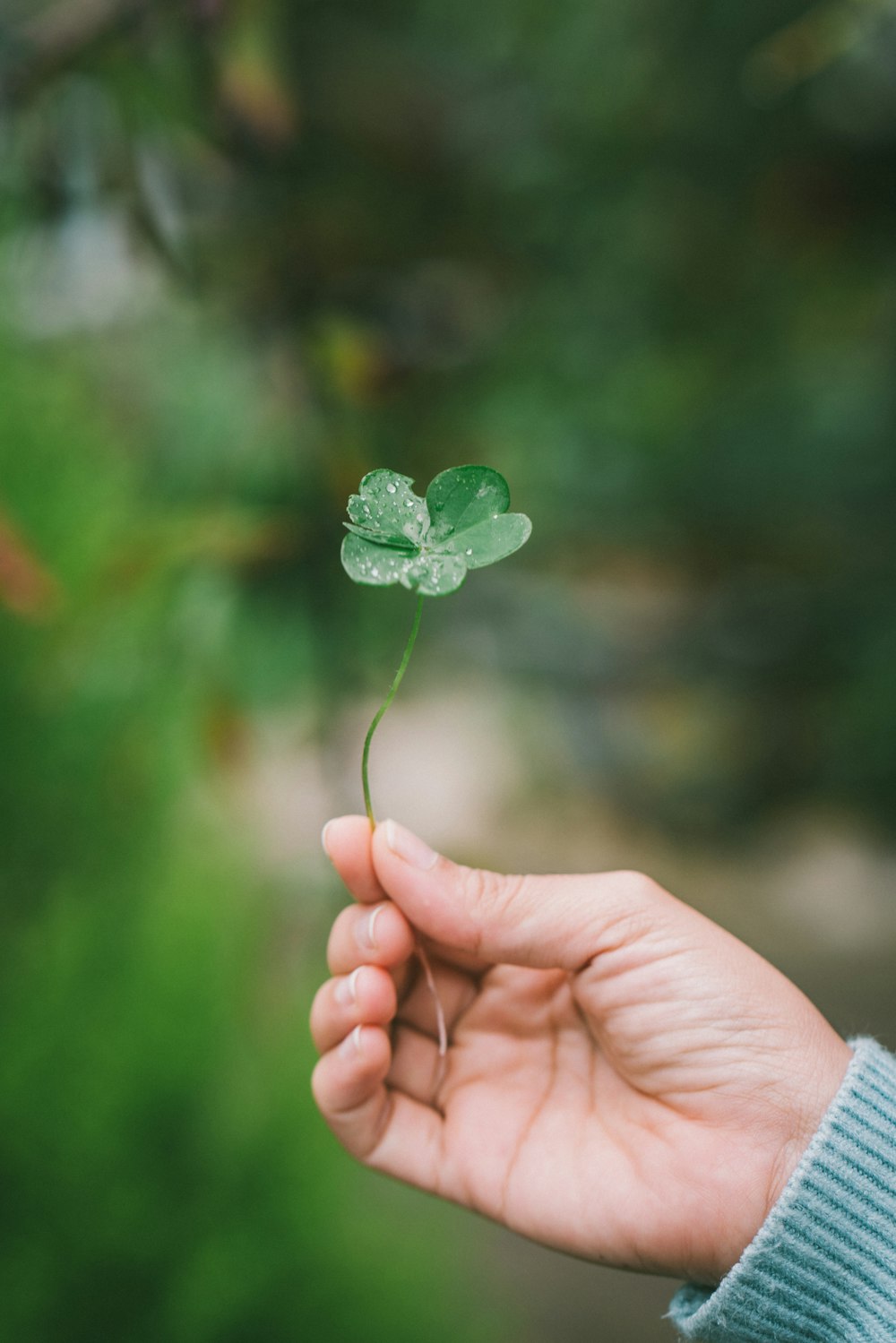 Photographie bokeh d’une personne tenant une feuille verte