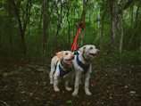 Two dogs side by side, one in a red and one in a green pluvipaws raincoat, walking on a leafy path.