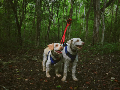 Two dogs side by side, one in a red and one in a green pluvipaws raincoat, walking on a leafy path.