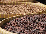 Baskets filled with freshly picked cacao pods ready for processing