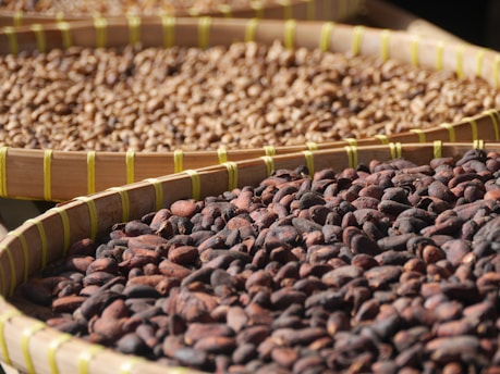 Close-up of organic Criollo cacao beans drying under the sun on rustic wooden trays.