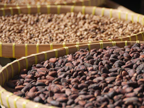 Baskets filled with freshly picked cacao pods ready for processing