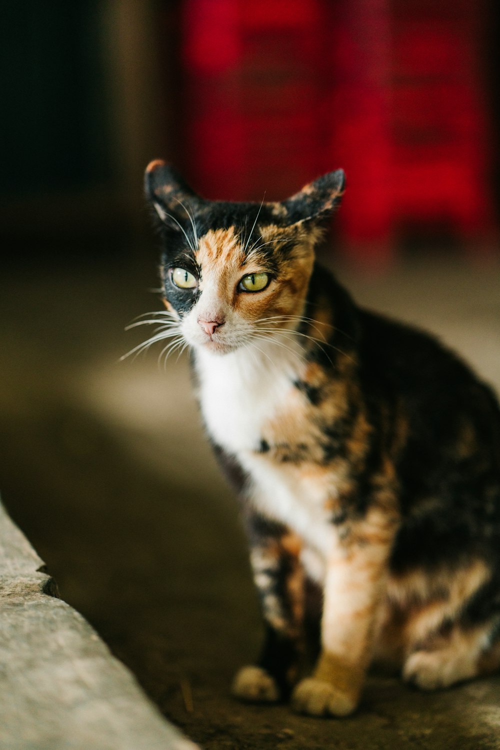 foto de closeup do gato calico