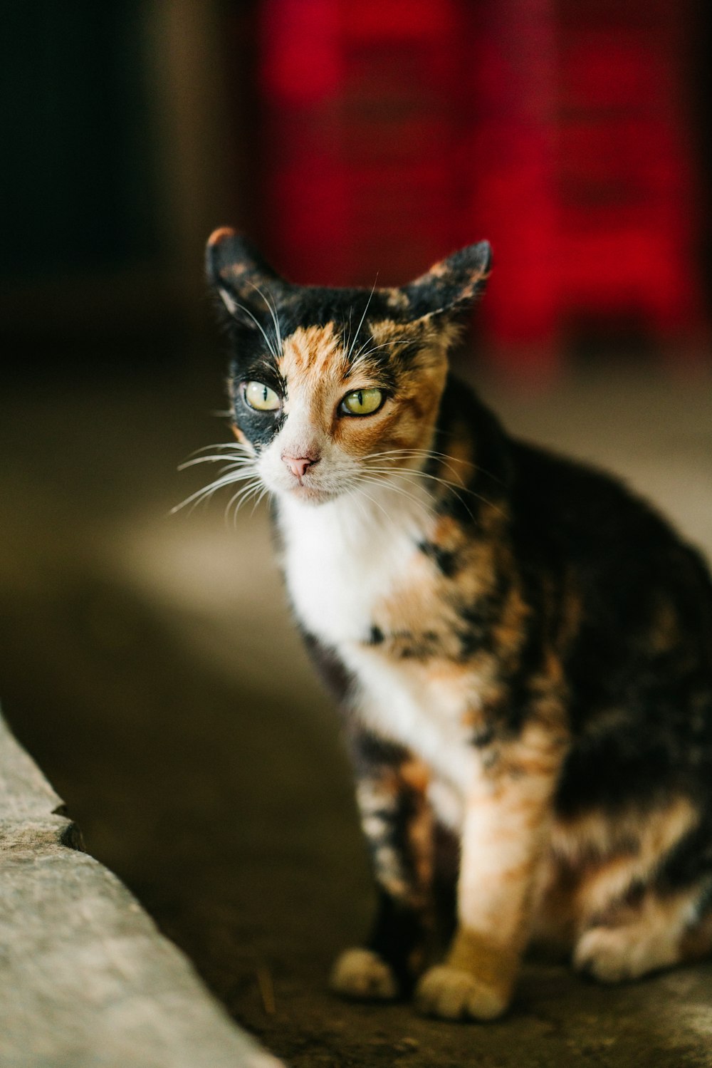 Foto de primer plano de Calico Cat