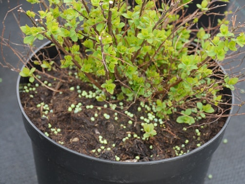 A potted plant with numerous small, vibrant green leaves among thin, brown stems. The pot is filled with dark soil, and small green pellets are scattered across the soil surface.