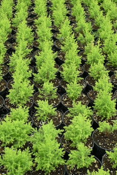 Numerous small evergreen plants are placed in individual black pots, arranged in neat, parallel rows. The vibrant green foliage contrasts with the dark soil and the black pots, creating an orderly and lush appearance.