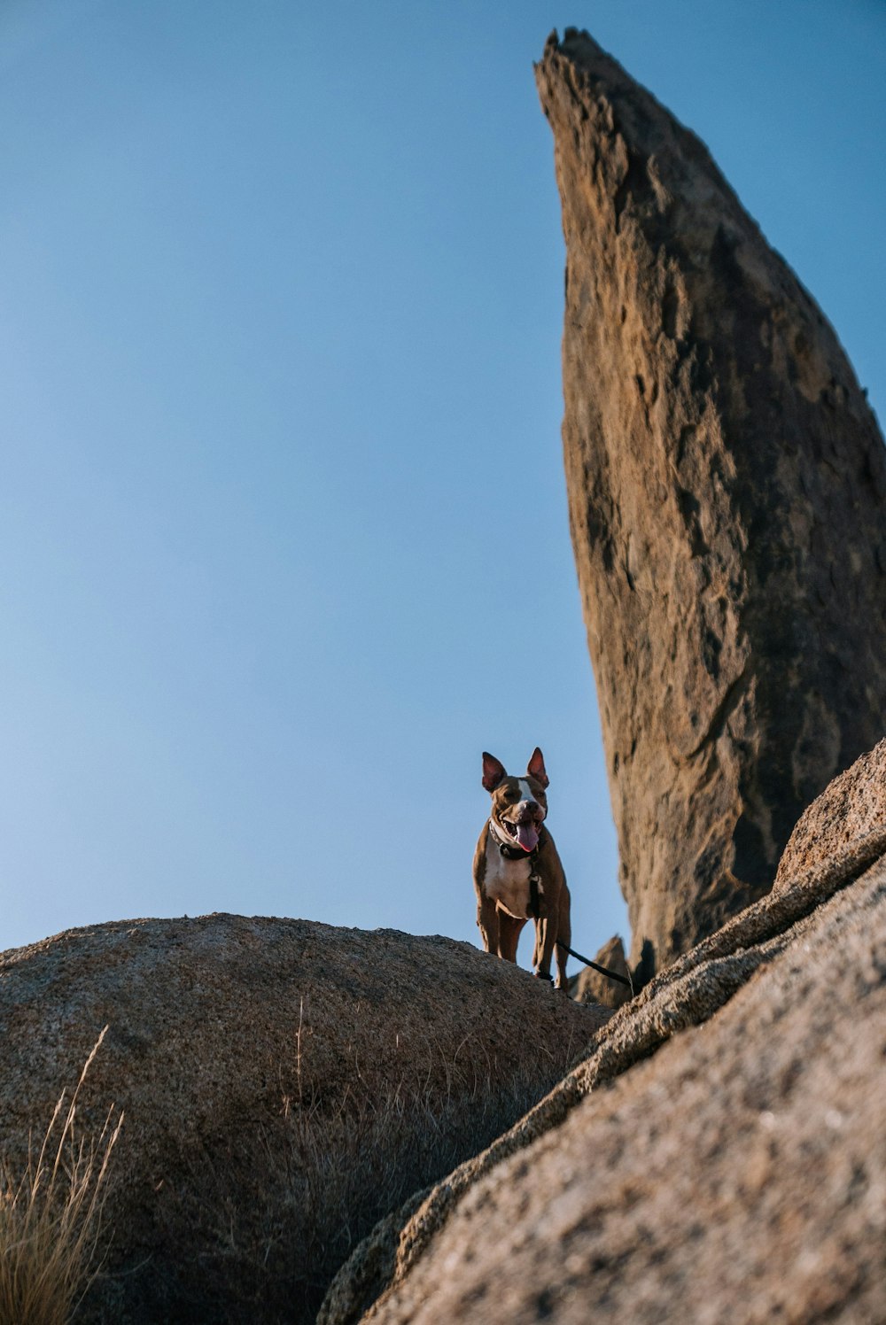 short-coated grey dog standing on rock