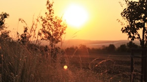A serene landscape shot capturing the golden hour over Karnal’s countryside