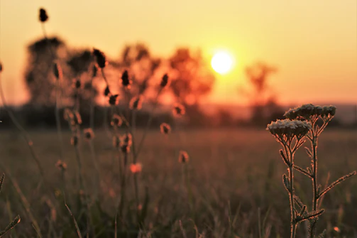 Sunset over the open fields with wildflowers framing the horizon and a peaceful sky.