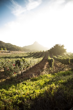 Rows of chardonnay and sauvignon blanc vines basking in sunlight.