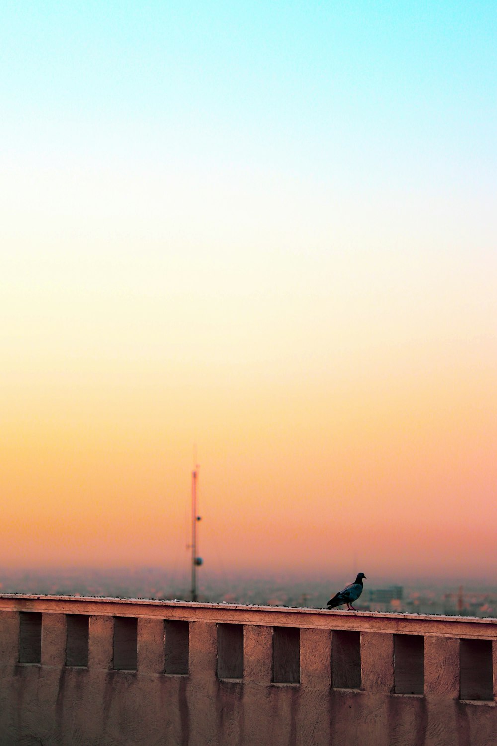 bird perched on gray concrete building