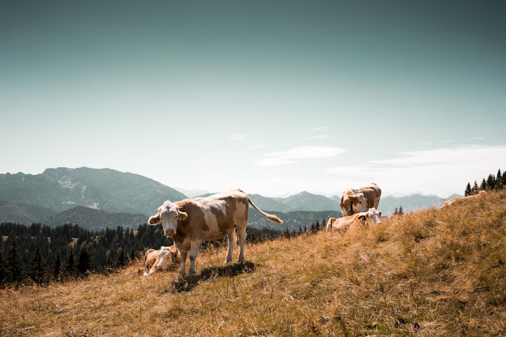 herd of cows on grass field