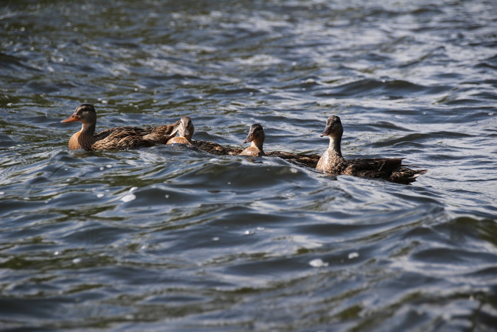 flock of ducks above body of water