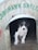 A small black and white puppy is sitting inside a wooden shelter with the words 'COROHAWK SHELTER' painted in green above the doorway. The shelter appears to be simple and rustic, with a metal rim around the entrance.