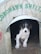 A small black and white puppy is sitting inside a wooden shelter with the words 'COROHAWK SHELTER' painted in green above the doorway. The shelter appears to be simple and rustic, with a metal rim around the entrance.