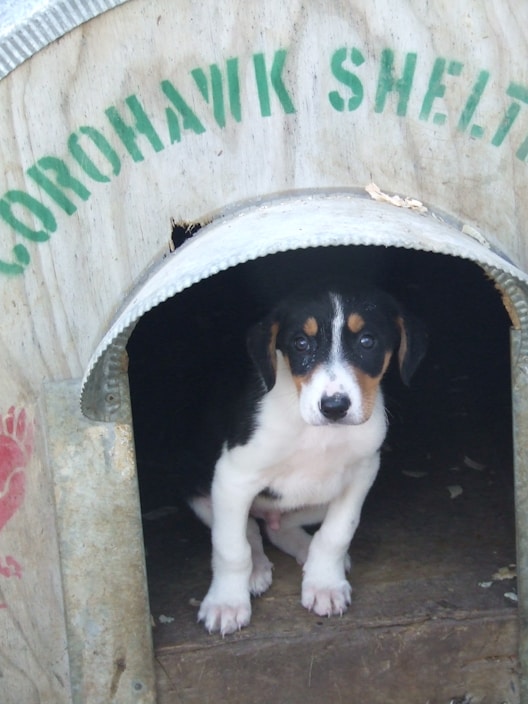 A small black and white puppy is sitting inside a wooden shelter with the words 'COROHAWK SHELTER' painted in green above the doorway. The shelter appears to be simple and rustic, with a metal rim around the entrance.
