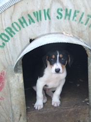 Building an Engaging Website for Your Premium Puppy Adoption Center