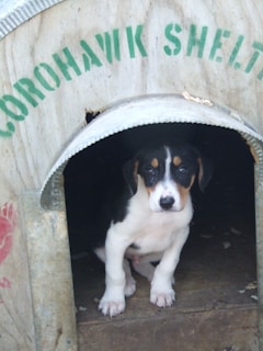 A small black and white puppy is sitting inside a wooden shelter with the words 'COROHAWK SHELTER' painted in green above the doorway. The shelter appears to be simple and rustic, with a metal rim around the entrance.