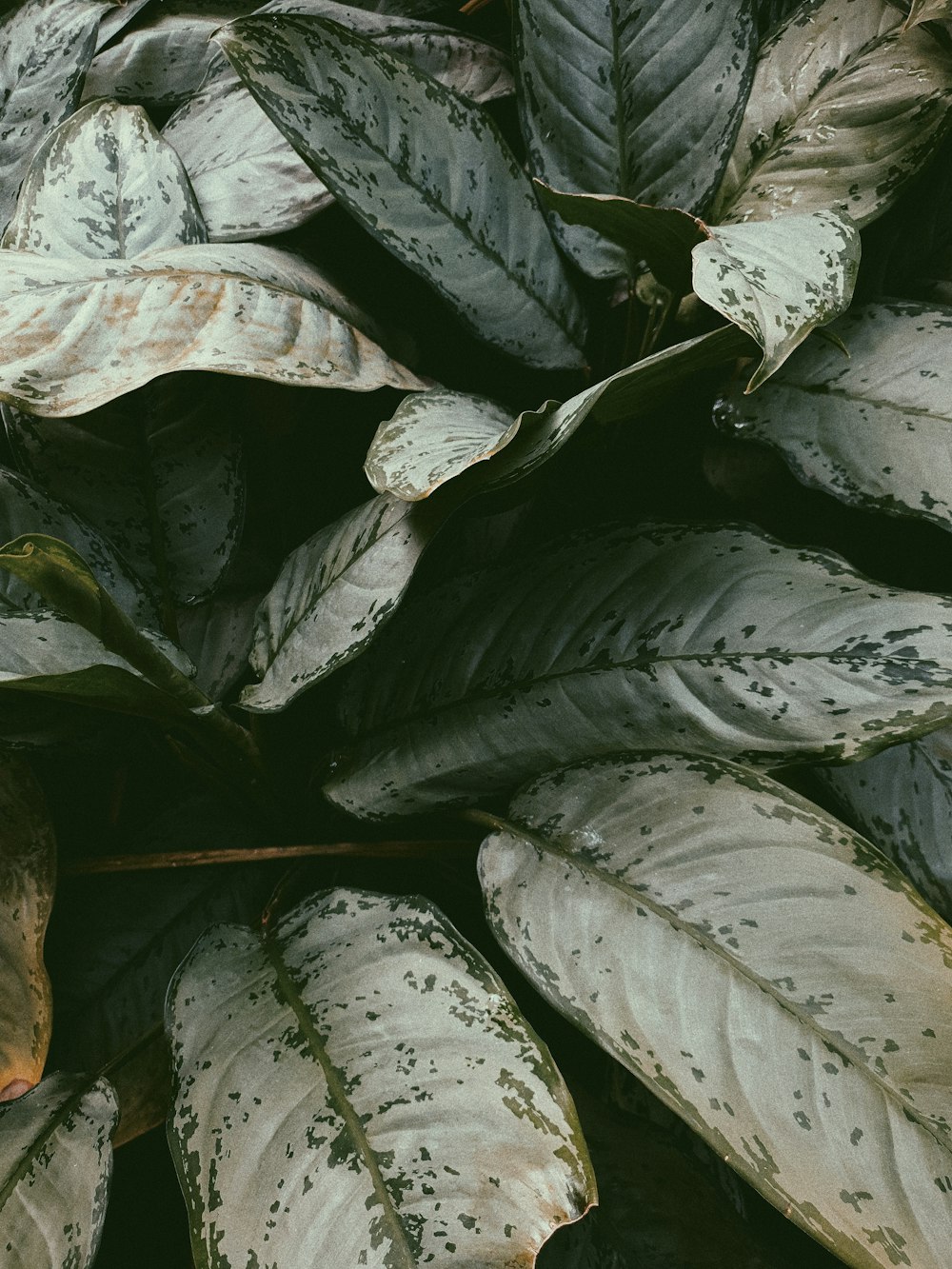 a close up of a plant with lots of leaves