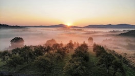 Sunrise over a sprawling mango orchard with dew-kissed leaves and distant hills.
