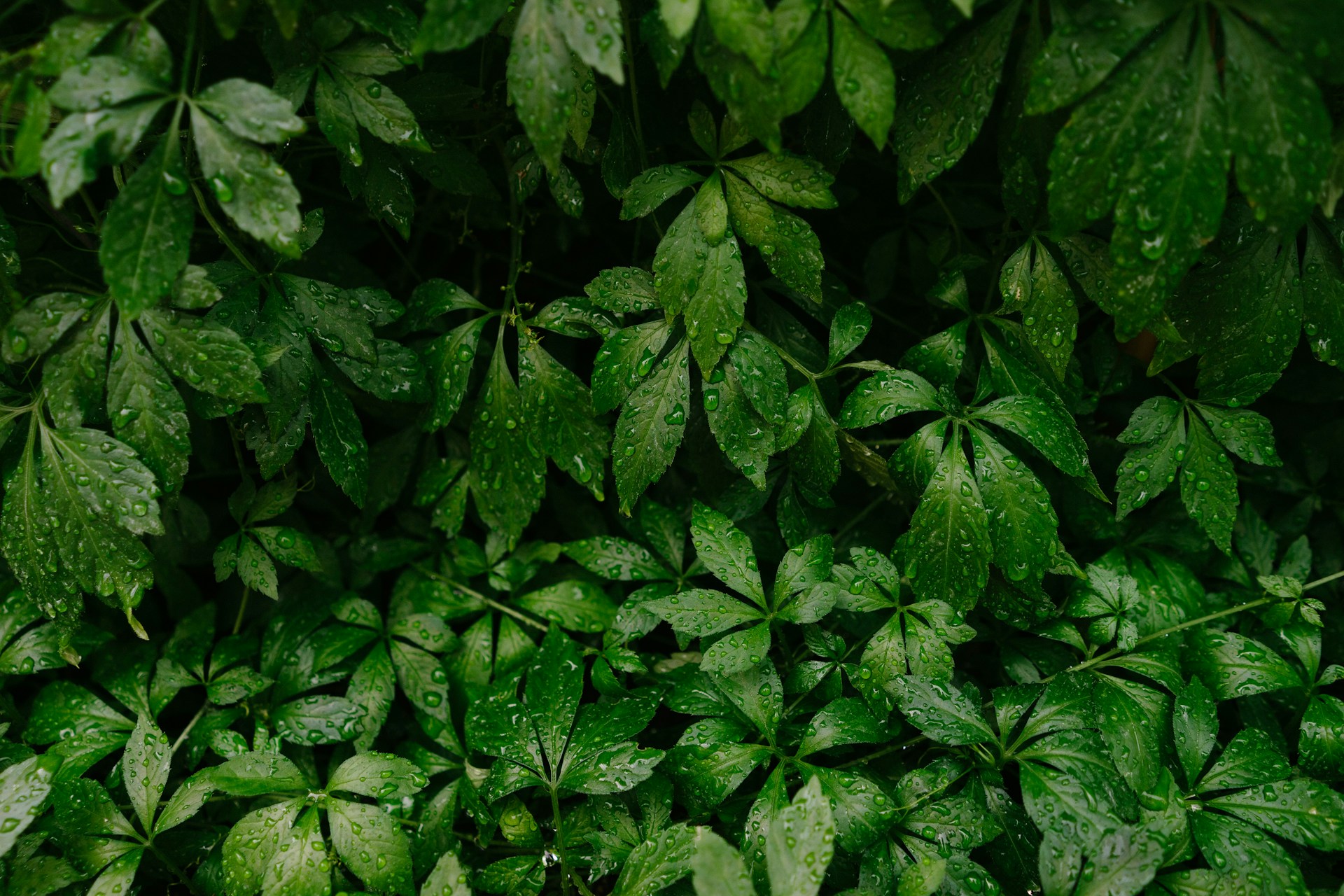 green leafed plant