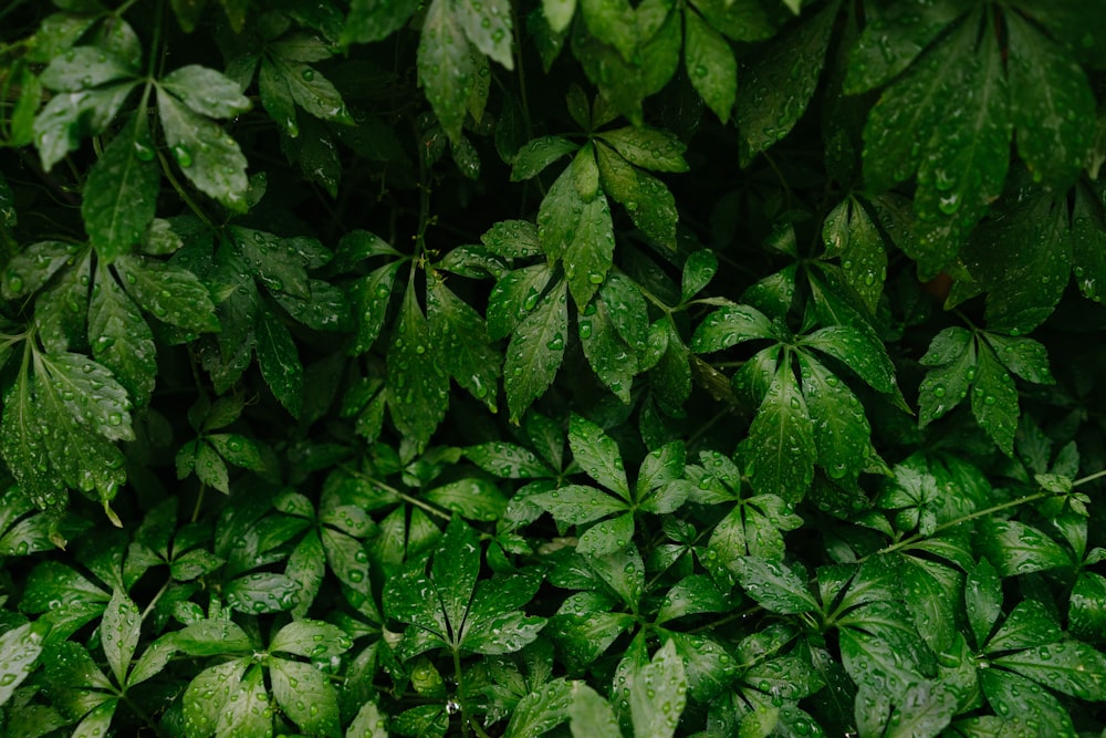 green leafed plant