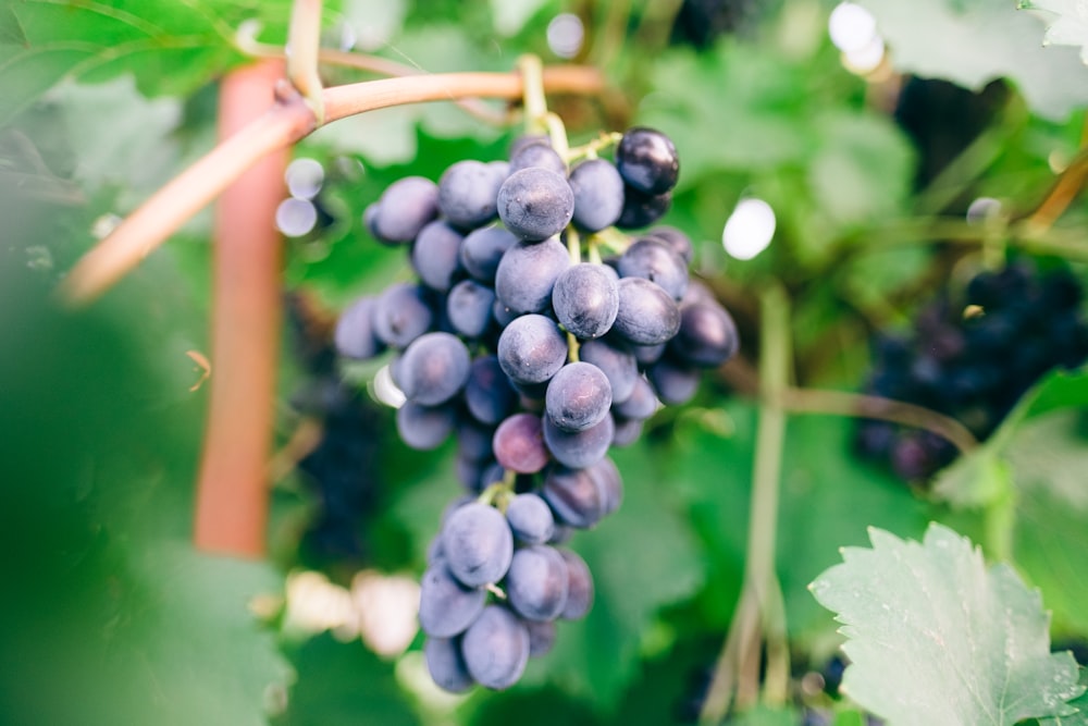 purple grapes