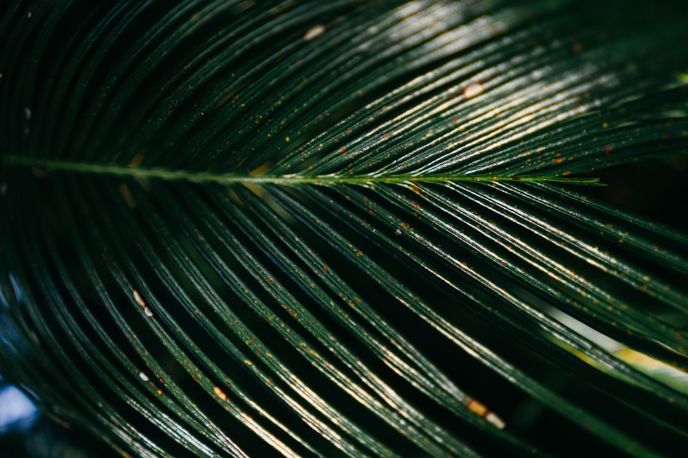 green leaf in closeup photography