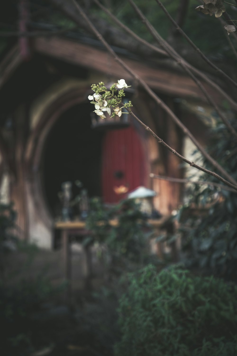 white flowers on brown wooden house