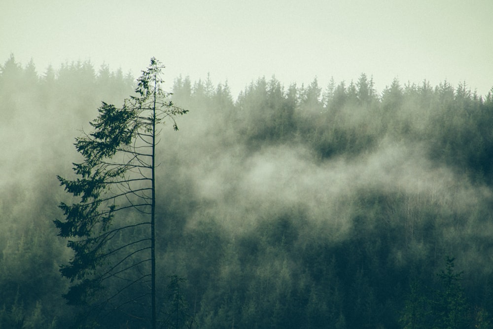 Grüne Bäume, die tagsüber von Nebel umgeben sind