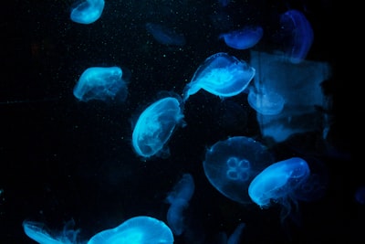 photo of jelly fish during night time deep teams background