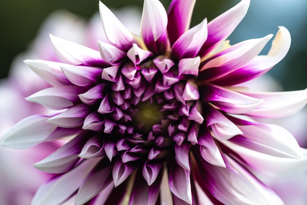 Geschlossenes Foto einer lila blättrigen Blume