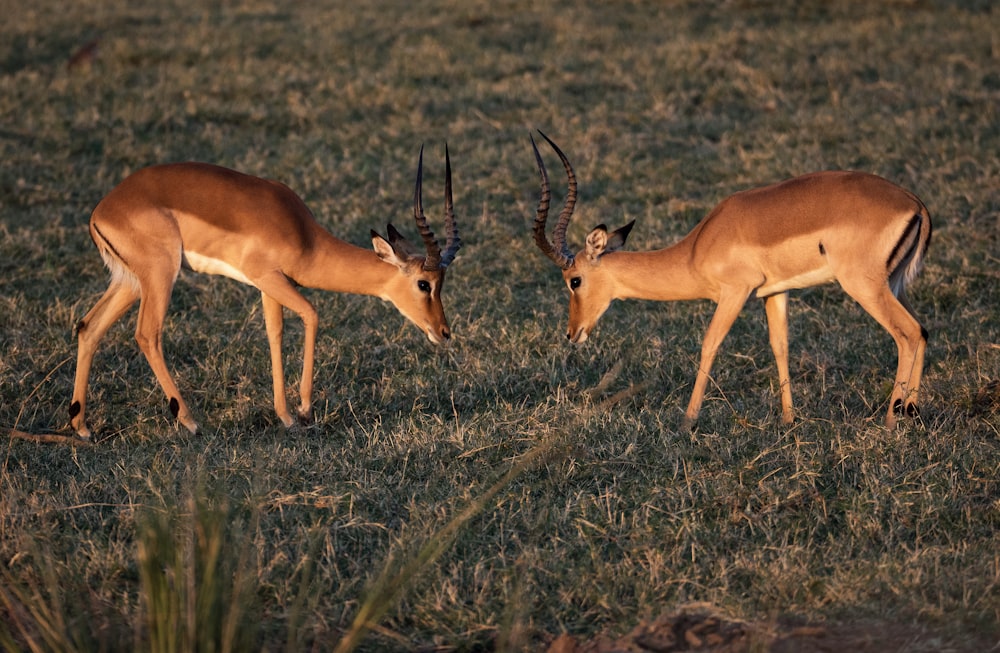 two brown deer on grass field