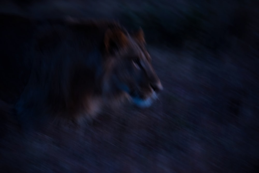 사자의 근접 촬영 사진